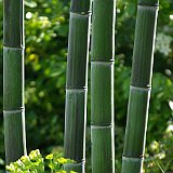 Phyllostachys praecox Violascens 5-2012.JPG